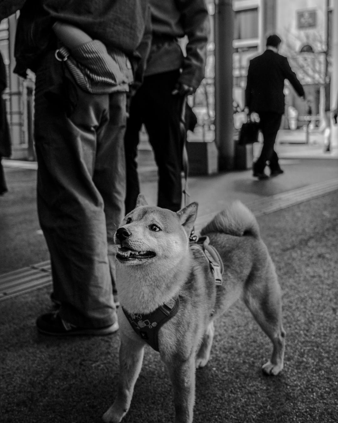 Adorable pup I met outside the station in Harijuku